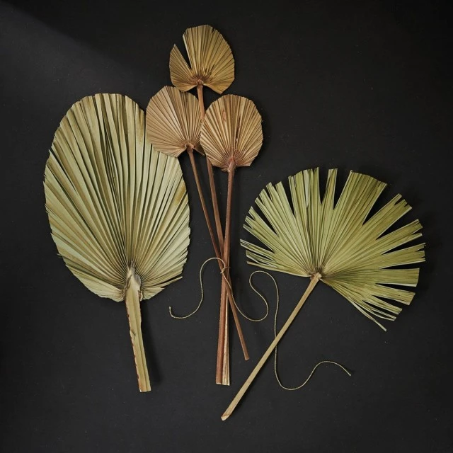 Palm leaf