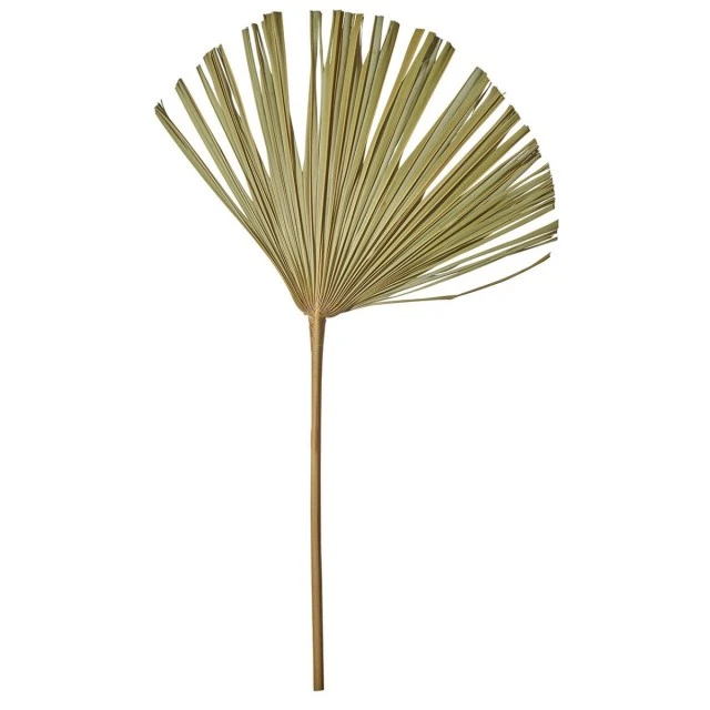 Palm leaf