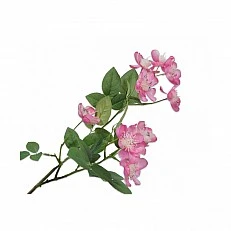 Ornamental plant Cherry Color pink