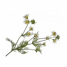 Ornamental plant Clematis Color yellow