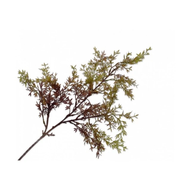 Ornamental plant Asparagus Color brown
