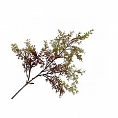 Ornamental plant Asparagus Color brown