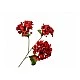 Ornamental plant Geranium Color red