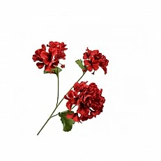 Ornamental plant Geranium Color red