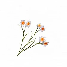 Ornamental plant Narcissus Color white