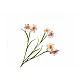 Ornamental plant Narcissus Color white