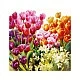 Napkin 25cm 25cm 20pcs Tulips