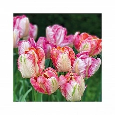 Napkin 25cm 25cm 20pcs Parrot tulips