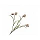Ornamental plant Fritillaria Color pink