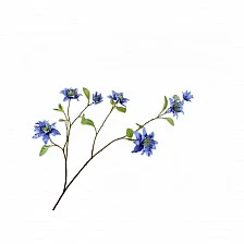 Ornamental plant Clematis 92cm Color blue