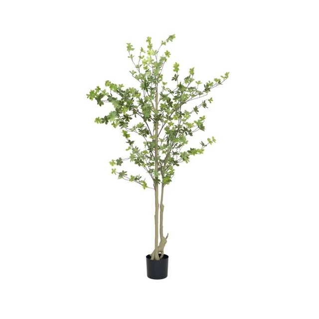 Декоративно дърво Enkianthus perulatus M