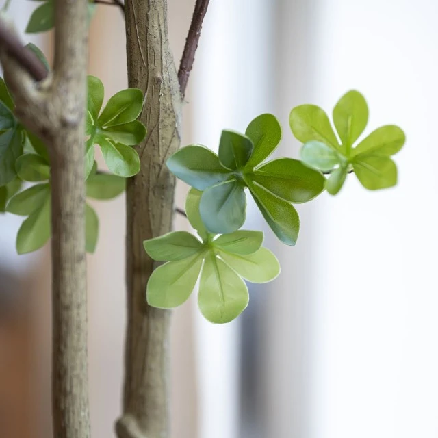 Декоративно дърво Enkianthus perulatus M