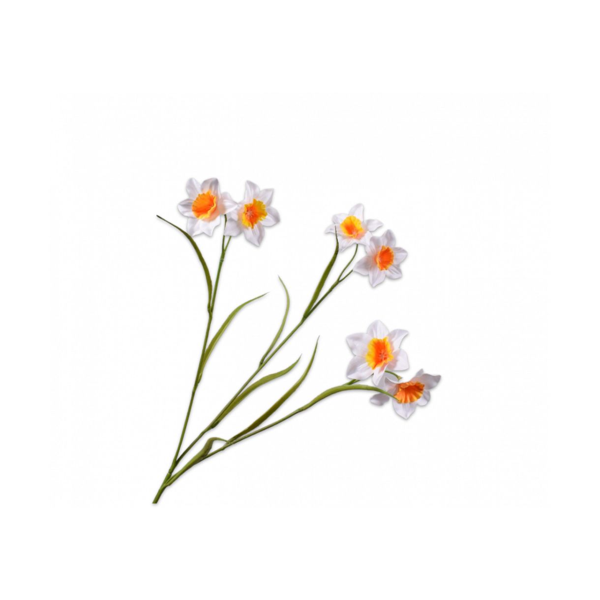 Ornamental plant Narcissus Color white