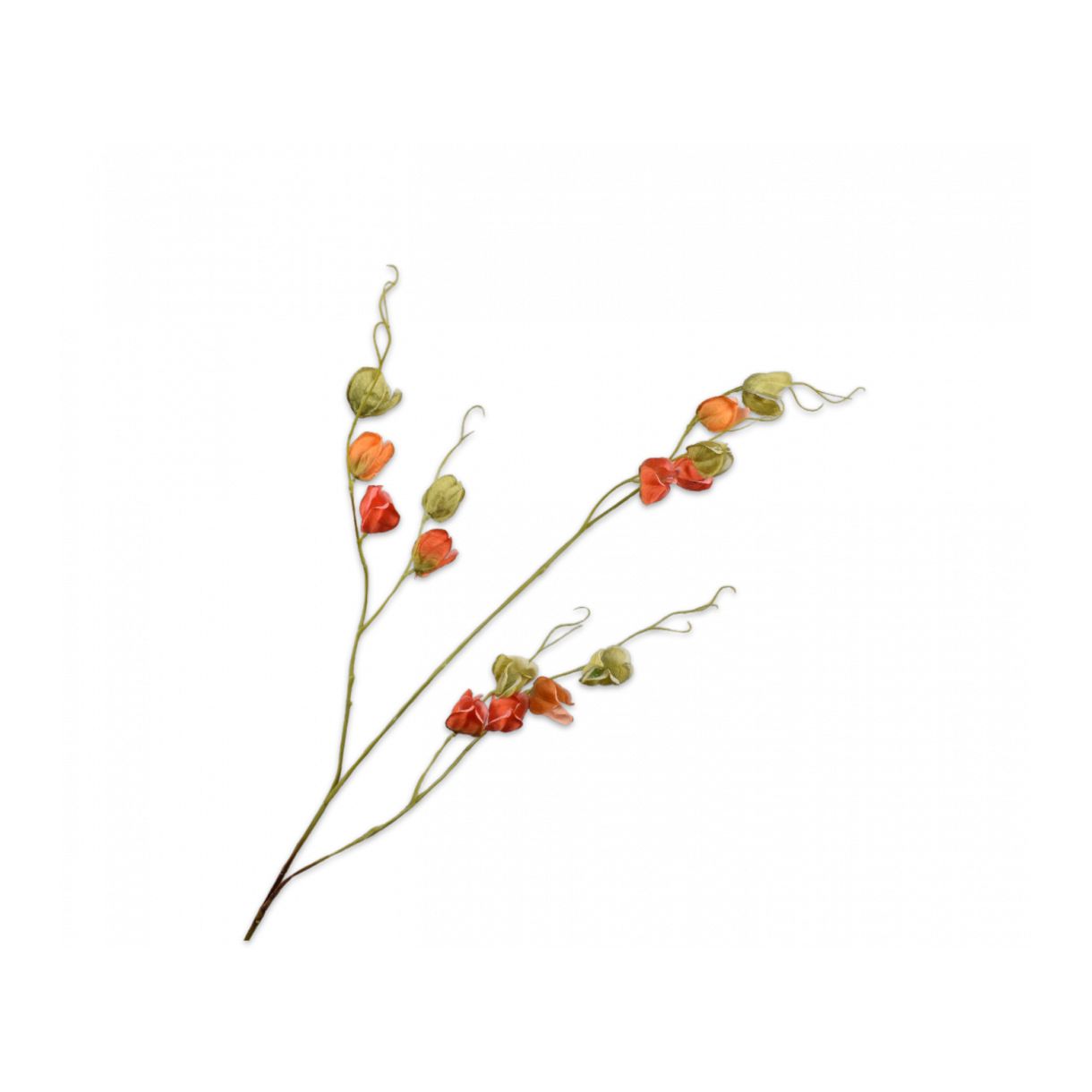 Καλλωπιστικό φυτό Physalis 124cm Χρώμα πορτοκαλί
