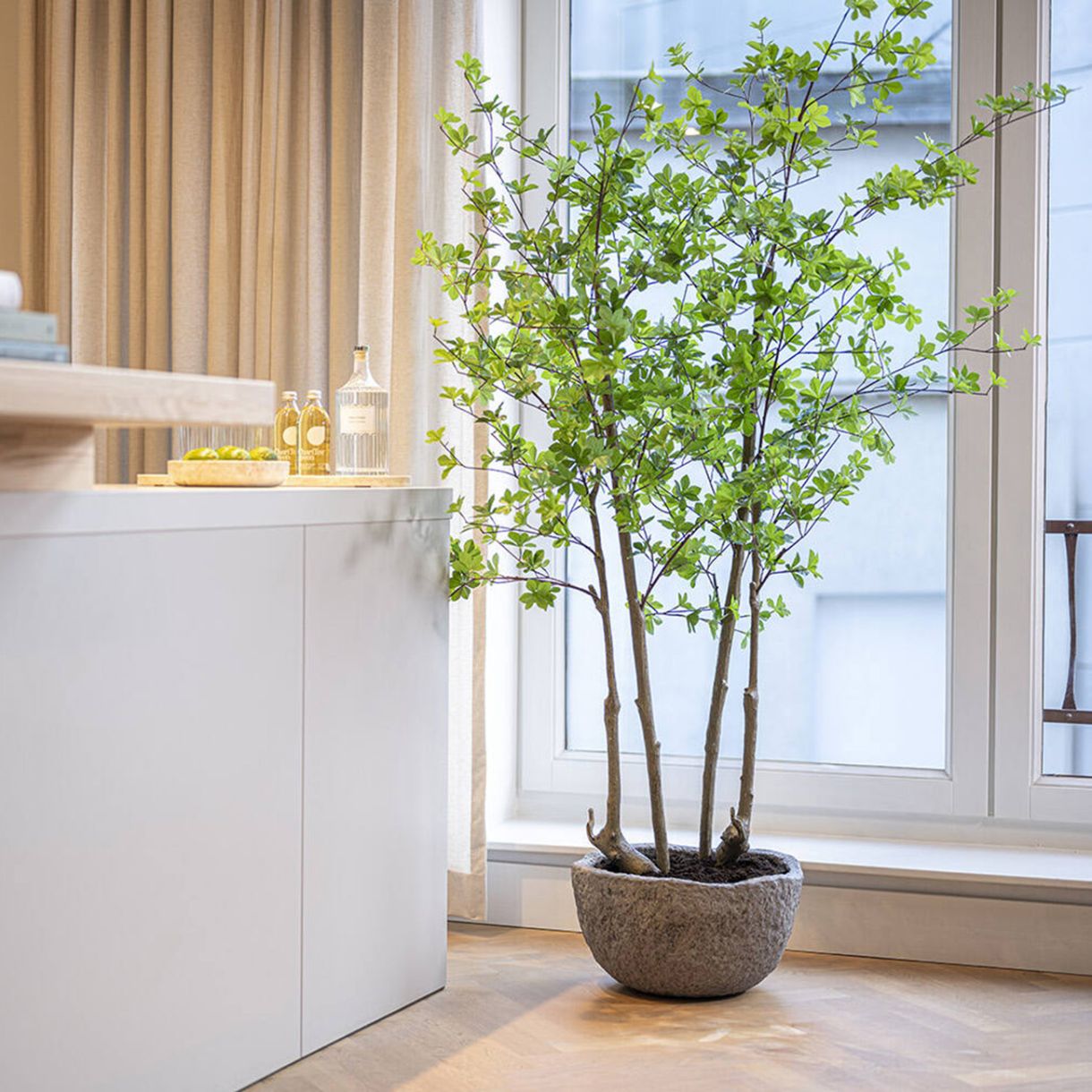 Ornamental tree Enkianthus perulatus M